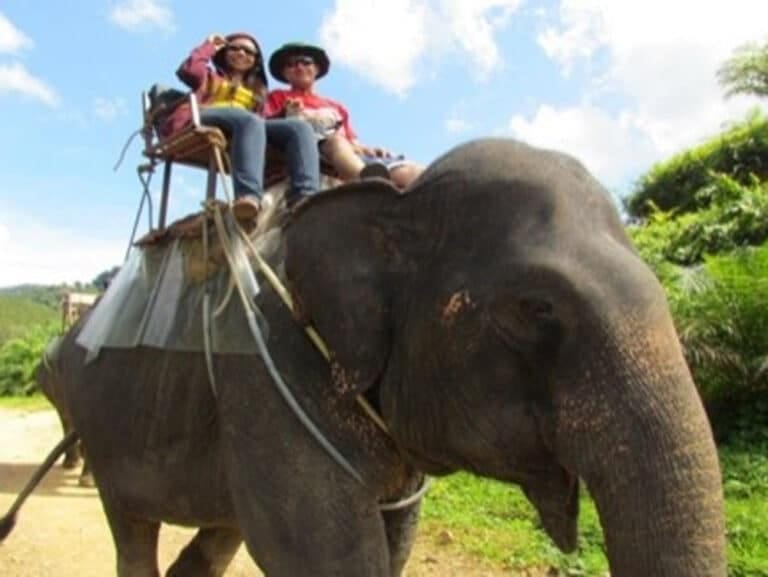Khao Sok Tours & Activities 8 Elephant Trekking Khao Sok