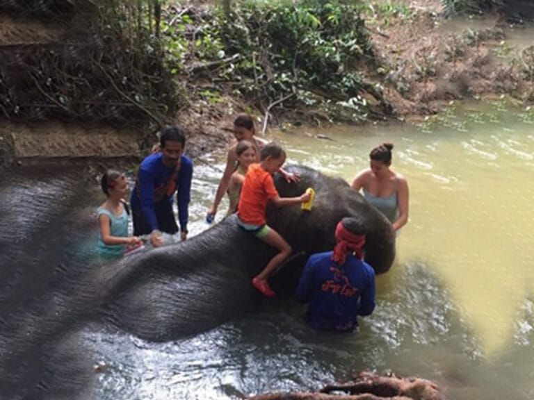 Khao Sok Tours & Activities 9 Elephant bathing Khao Sok tour