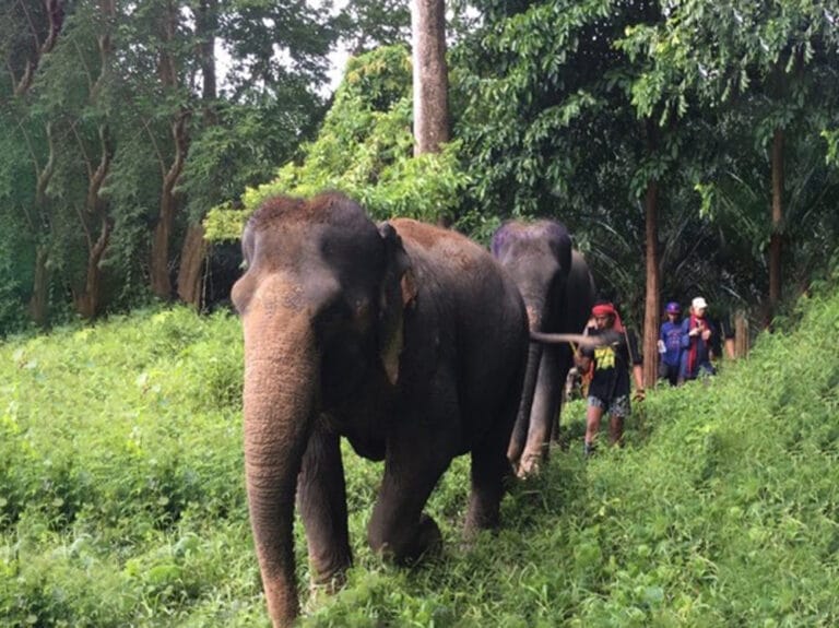 Khao Sok Elephant Care Experience