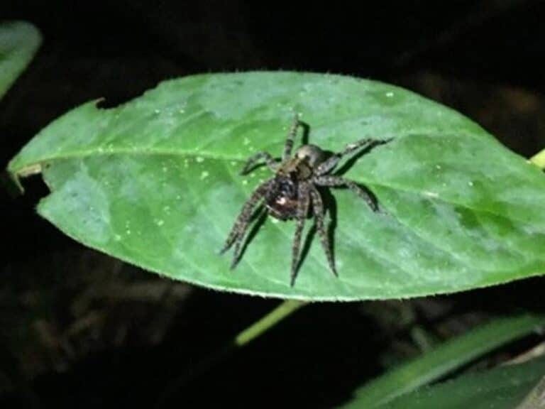 Khao Sok Tours & Activities 4 Rock And Treehouse resort - Night Safari