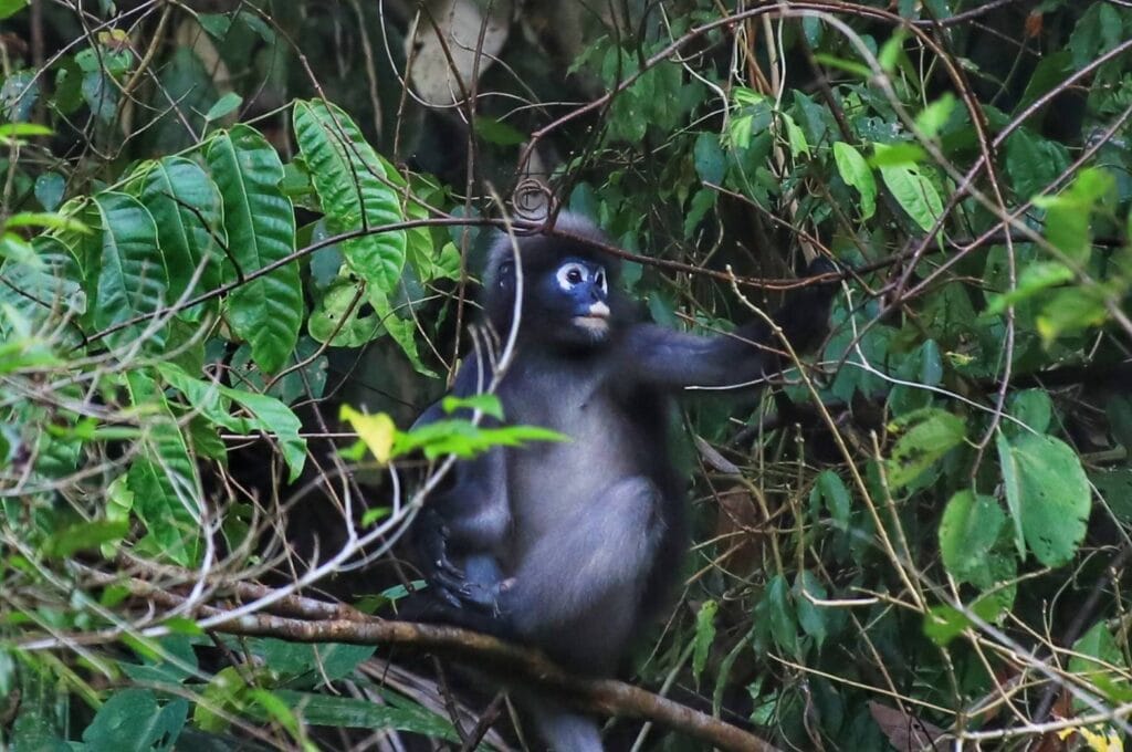 Khao Sok Half Day Jungle Trek waterfall