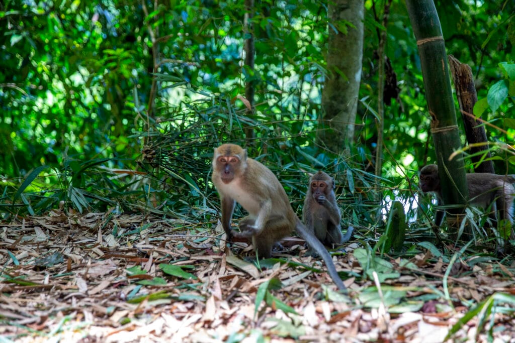 Khao Sok Half Day Jungle Trek waterfall