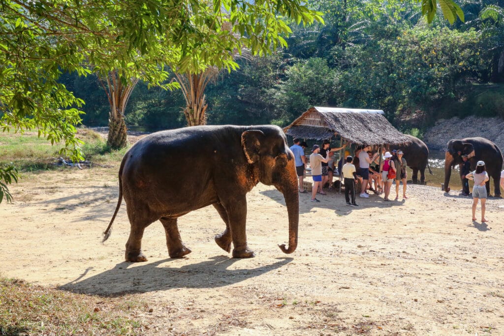 Khao Sok elephant bathing experience Thailand jungle