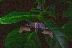 Khao Sok Night Safari at Rock & Treehouse Resort