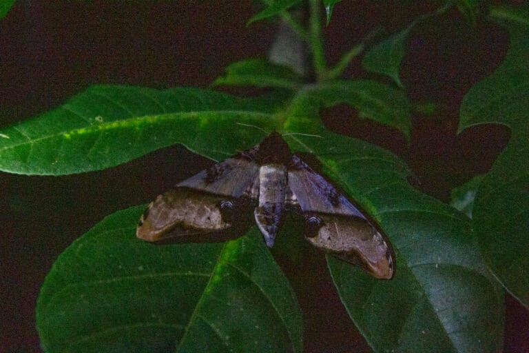 Khao Sok Night Safari Tour | Guided Rainforest Evening Trek