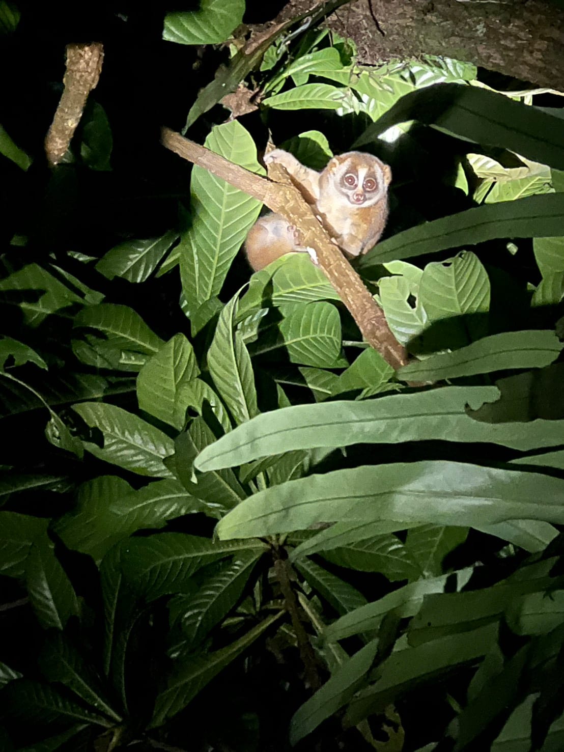 Khao Sok Night Safari
